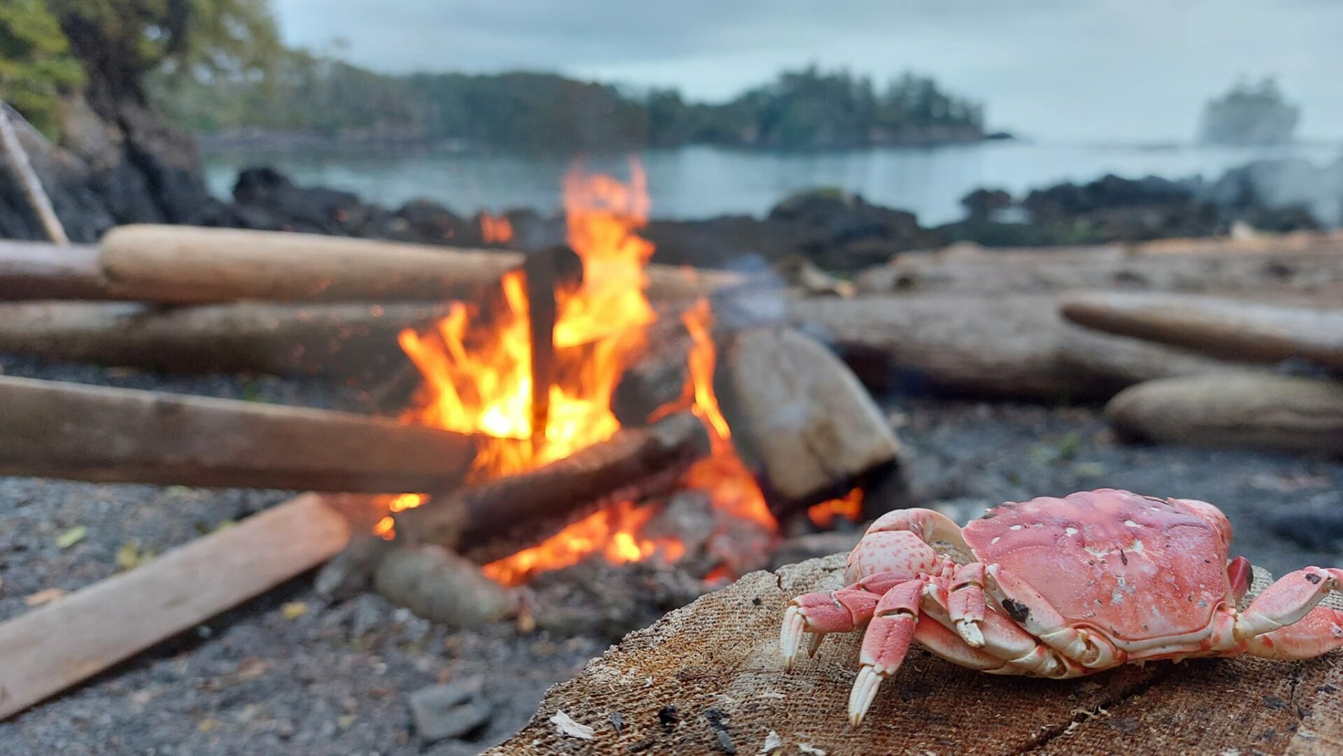 beach fire crab