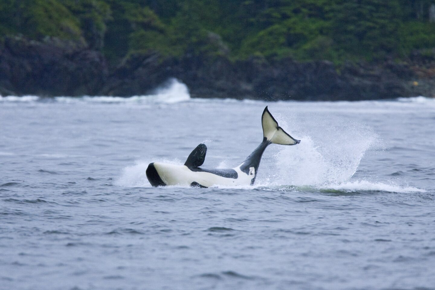 Ucluelet Whale Watching Zodiac Tour image 4 1