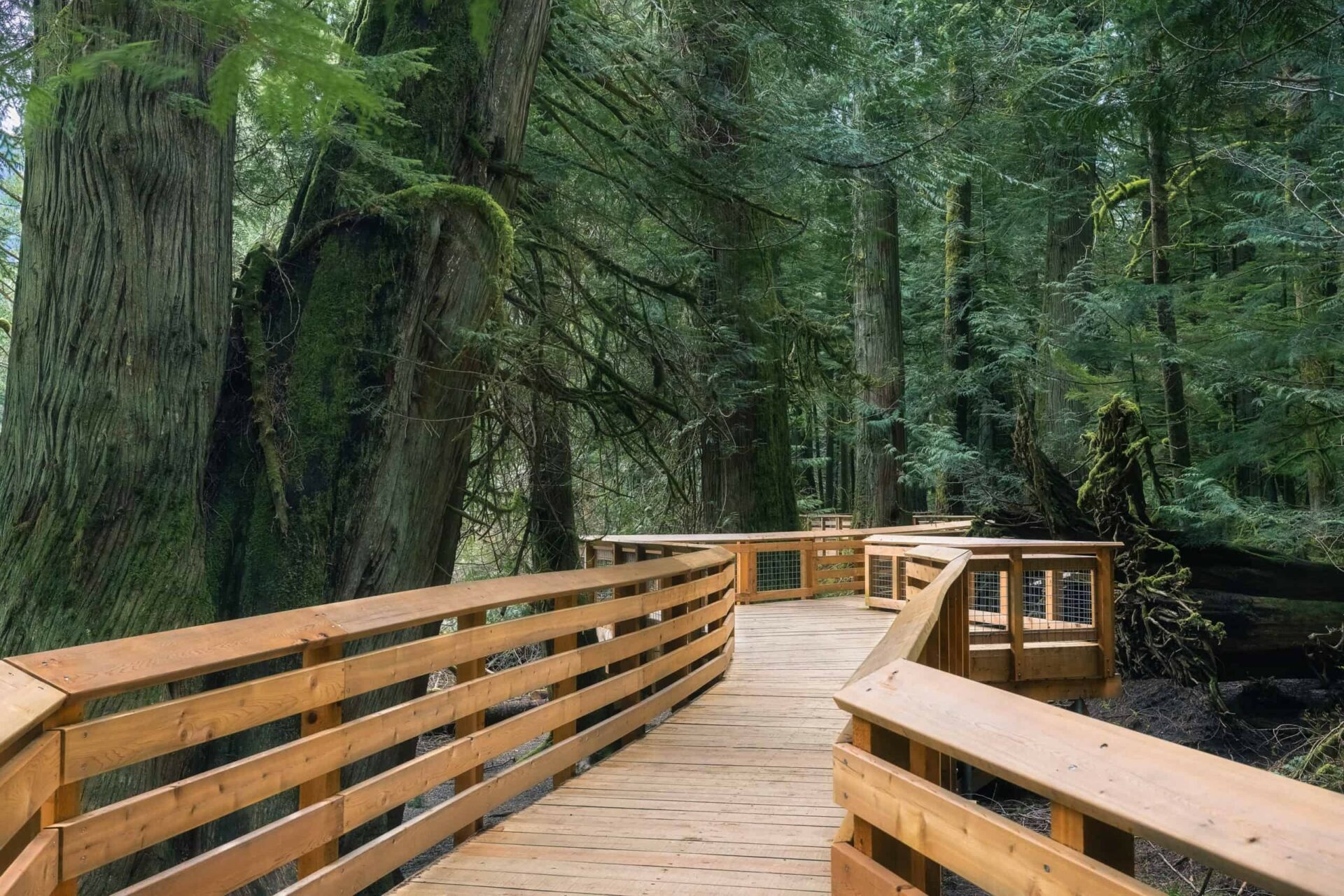 Cathedral Grove Heavenly Pathway scaled 1